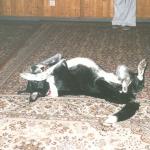008_hund