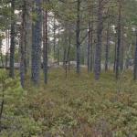 050_schweden_2005_jascha