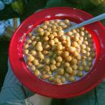 264_sommerfahrt_2006_korsika