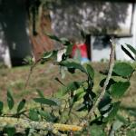 011_pfadiheim_oktober_2007