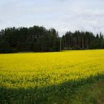 DSC03407
