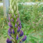 DSC03550