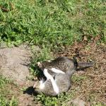SONY DSC